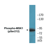 Western Blot - MSK1 (phospho Ser212) Cell Based ELISA Kit (CBP1757) - Antibodies.com