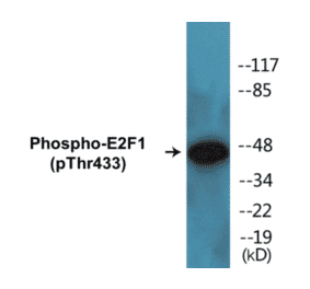 Western Blot - E2F1 (phospho Thr433) Cell Based ELISA Kit (CBP1113) - Antibodies.com