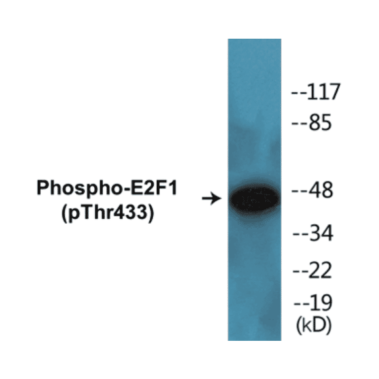 Western Blot - E2F1 (phospho Thr433) Cell Based ELISA Kit (CBP1113) - Antibodies.com