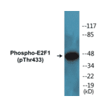 Western Blot - E2F1 (phospho Thr433) Cell Based ELISA Kit (CBP1113) - Antibodies.com