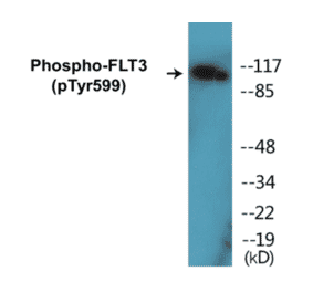 Western Blot - FLT3 (phospho Tyr599) Cell Based ELISA Kit (CBP1157) - Antibodies.com
