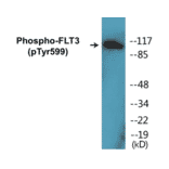 Western Blot - FLT3 (phospho Tyr599) Cell Based ELISA Kit (CBP1157) - Antibodies.com