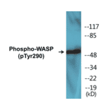 Western Blot - WASP (phospho Tyr290) Cell Based ELISA Kit (CBP1231) - Antibodies.com
