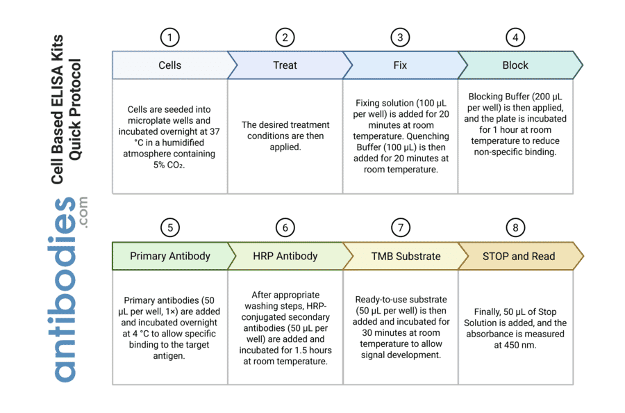 Protocol Summary - WASP (phospho Tyr290) Cell-Based ELISA Kit (CBP1231) - Antibodies.com