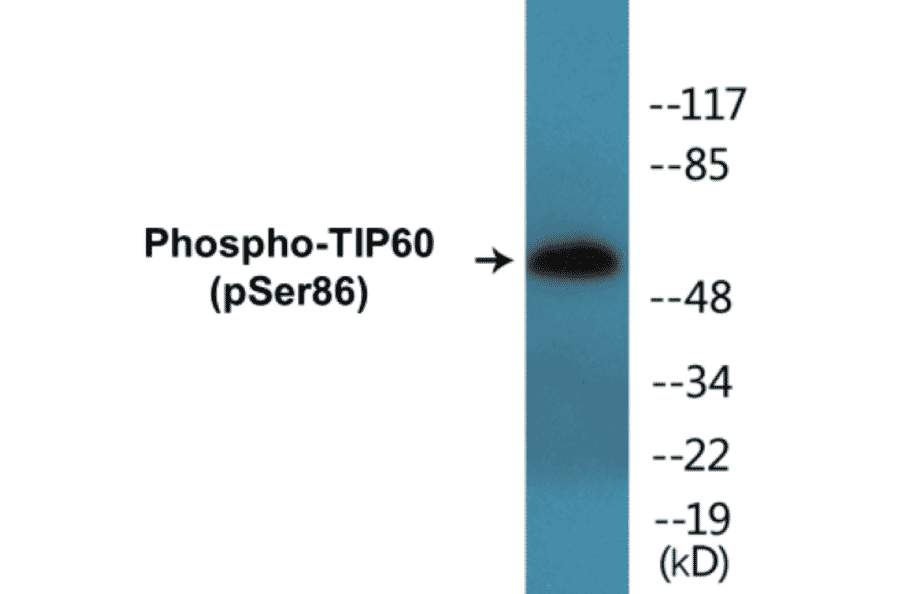 Western Blot - TIP60 (phospho Ser86) Cell Based ELISA Kit (CBP1316) - Antibodies.com