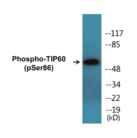 Western Blot - TIP60 (phospho Ser86) Cell Based ELISA Kit (CBP1316) - Antibodies.com