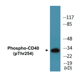Western Blot - CD40 (phospho Thr254) Cell Based ELISA Kit (CBP1441) - Antibodies.com
