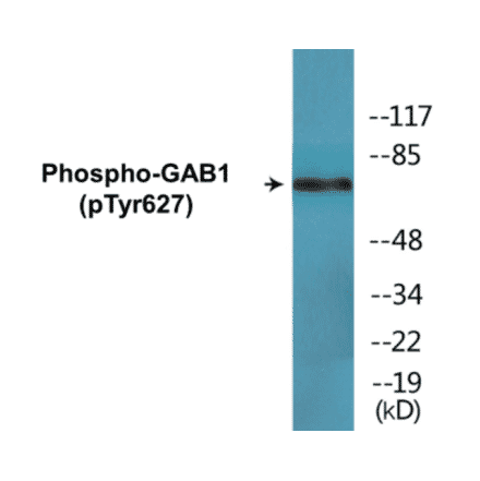 Western Blot - GAB1 (phospho Tyr627) Cell Based ELISA Kit (CBP1561) - Antibodies.com