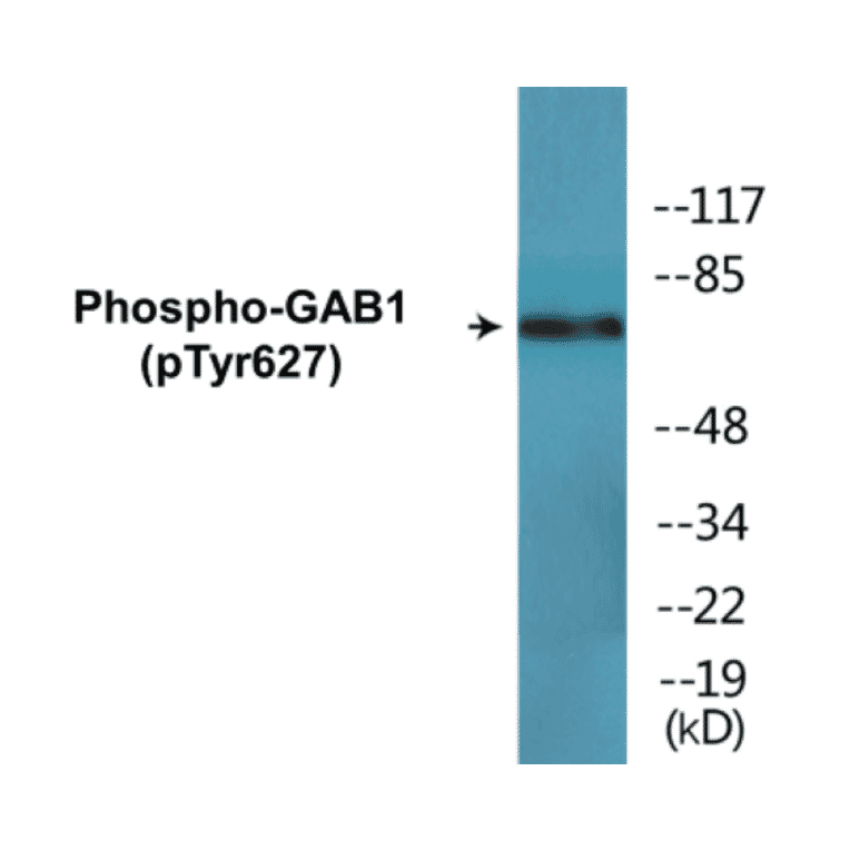 Western Blot - GAB1 (phospho Tyr627) Cell Based ELISA Kit (CBP1561) - Antibodies.com