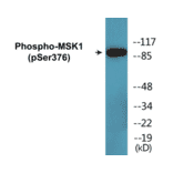 Western Blot - MSK1 (phospho Ser376) Cell Based ELISA Kit (CBP1619) - Antibodies.com