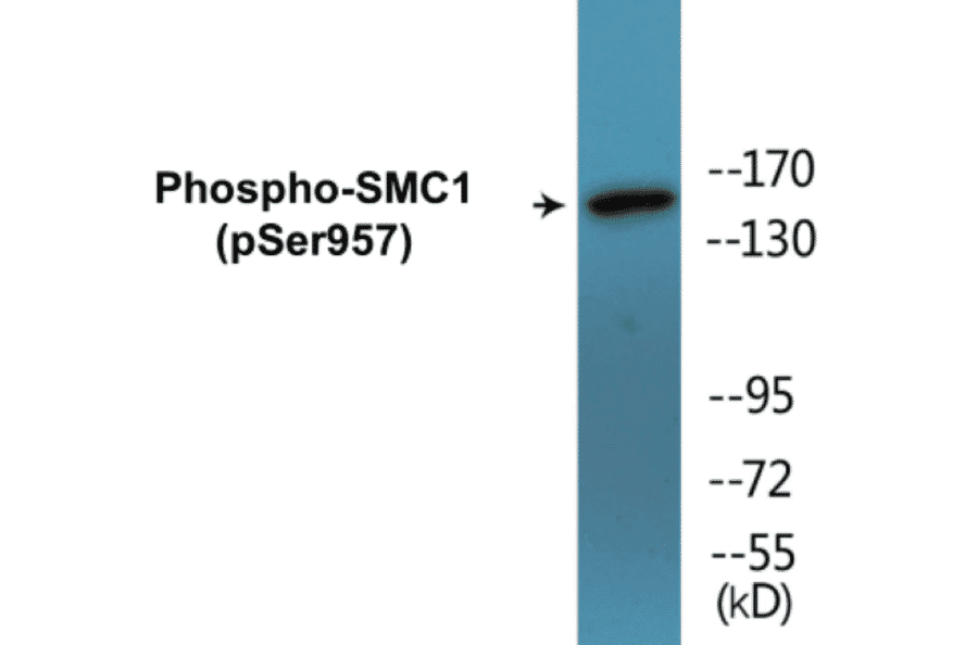 Western Blot - SMC1 (phospho Ser957) Cell Based ELISA Kit (CBP1674) - Antibodies.com