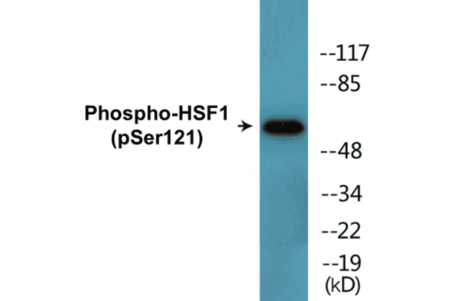 Western Blot - HSF1 (phospho Ser121) Cell Based ELISA Kit (CBP1725) - Antibodies.com