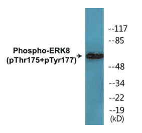 Western Blot - ERK8 (phospho Thr175 + Tyr177) Cell Based ELISA Kit (CBP1370) - Antibodies.com