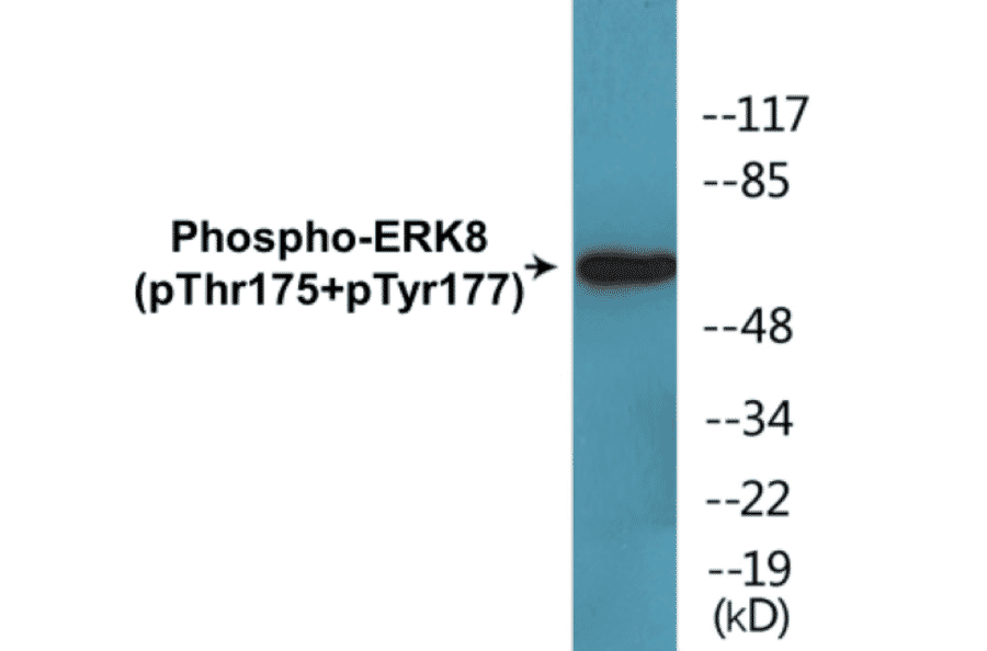 Western Blot - ERK8 (phospho Thr175 + Tyr177) Cell Based ELISA Kit (CBP1370) - Antibodies.com
