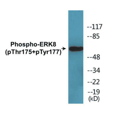 Western Blot - ERK8 (phospho Thr175 + Tyr177) Cell Based ELISA Kit (CBP1370) - Antibodies.com