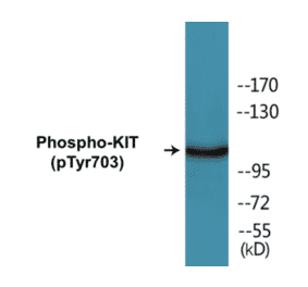 Western Blot - KIT (phospho Tyr703) Cell Based ELISA Kit (CBP1171) - Antibodies.com