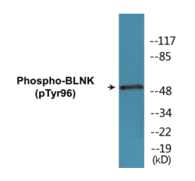 Western Blot - BLNK (phospho Tyr96) Cell Based ELISA Kit (CBP1244) - Antibodies.com