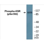 Western Blot - KSR (phospho Ser392) Cell Based ELISA Kit (CBP1068) - Antibodies.com
