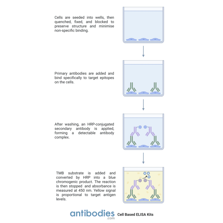 Protocol Diagram - KSR (phospho Ser392) Cell-Based ELISA Kit (CBP1068) - Antibodies.com