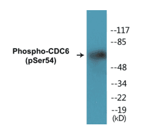 Western Blot - CDC6 (phospho Ser54) Cell Based ELISA Kit (CBP1105) - Antibodies.com