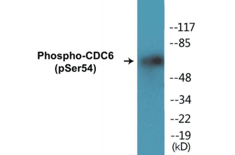 Western Blot - CDC6 (phospho Ser54) Cell Based ELISA Kit (CBP1105) - Antibodies.com