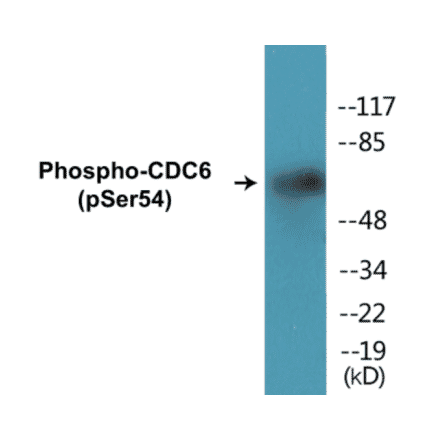 Western Blot - CDC6 (phospho Ser54) Cell Based ELISA Kit (CBP1105) - Antibodies.com