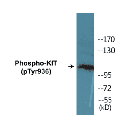 Western Blot - KIT (phospho Tyr936) Cell Based ELISA Kit (CBP1170) - Antibodies.com