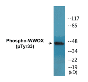 Western Blot - WWOX (phospho Tyr33) Cell Based ELISA Kit (CBP1802) - Antibodies.com