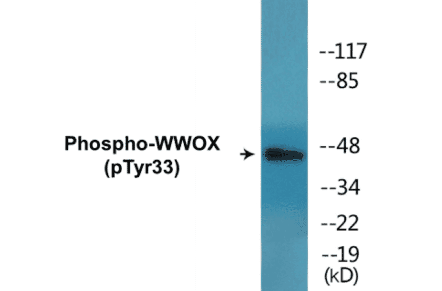 Western Blot - WWOX (phospho Tyr33) Cell Based ELISA Kit (CBP1802) - Antibodies.com