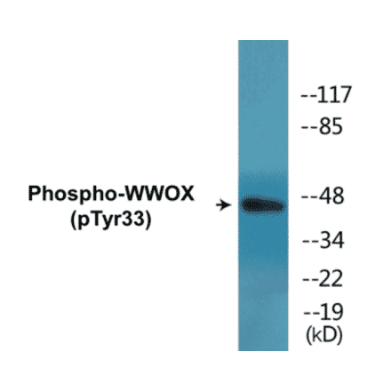 Western Blot - WWOX (phospho Tyr33) Cell Based ELISA Kit (CBP1802) - Antibodies.com