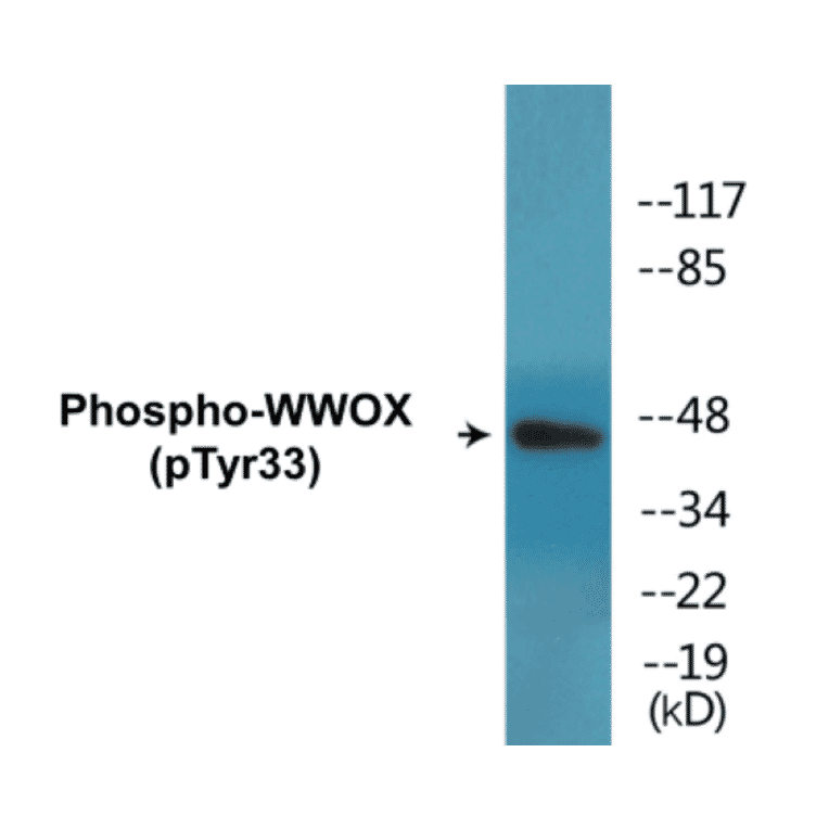 Western Blot - WWOX (phospho Tyr33) Cell Based ELISA Kit (CBP1802) - Antibodies.com