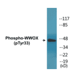 Western Blot - WWOX (phospho Tyr33) Cell Based ELISA Kit (CBP1802) - Antibodies.com
