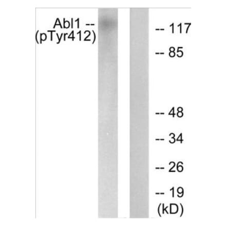Western Blot - Abl (phospho Tyr412) Cell Based ELISA Kit (CBP1867) - Antibodies.com