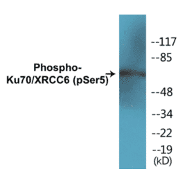 Western Blot - Ku70 (phospho Ser5) Cell Based ELISA Kit (CBP1135) - Antibodies.com