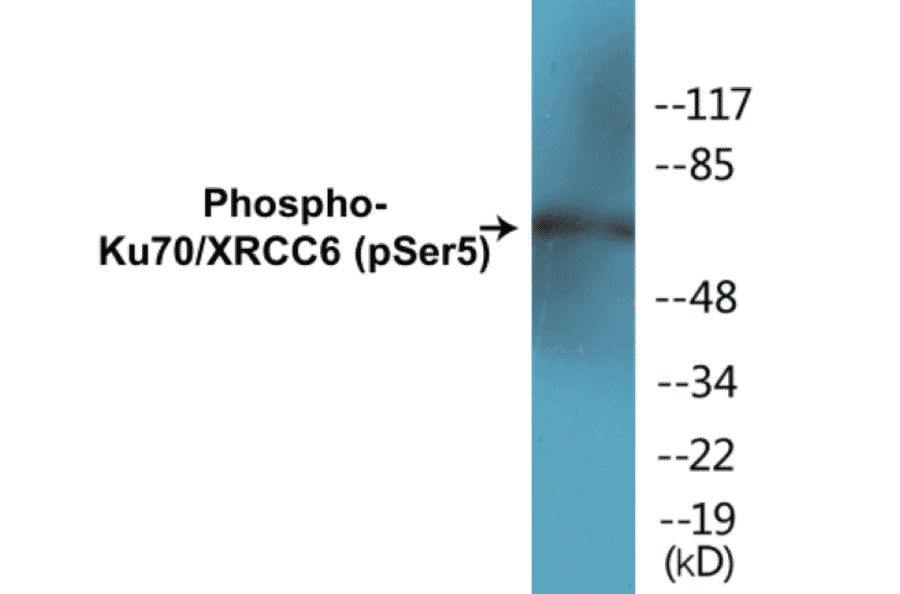 Western Blot - Ku70 (phospho Ser5) Cell Based ELISA Kit (CBP1135) - Antibodies.com