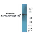 Western Blot - Ku70 (phospho Ser5) Cell Based ELISA Kit (CBP1135) - Antibodies.com