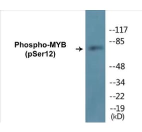 Western Blot - MYB (phospho Ser12) Cell Based ELISA Kit (CBP1181) - Antibodies.com