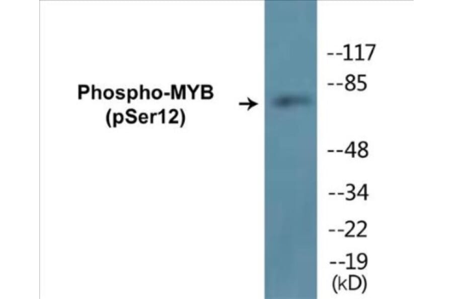 Western Blot - MYB (phospho Ser12) Cell Based ELISA Kit (CBP1181) - Antibodies.com