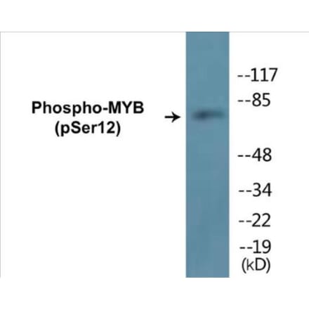 Western Blot - MYB (phospho Ser12) Cell Based ELISA Kit (CBP1181) - Antibodies.com