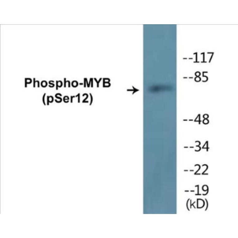 Western Blot - MYB (phospho Ser12) Cell Based ELISA Kit (CBP1181) - Antibodies.com