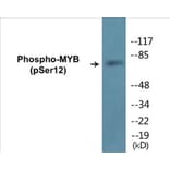 Western Blot - MYB (phospho Ser12) Cell Based ELISA Kit (CBP1181) - Antibodies.com