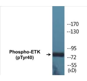 Western Blot - ETK (phospho Tyr40) Cell Based ELISA Kit (CBP1252) - Antibodies.com