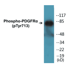 Western Blot - PDGFR alpha (phospho Tyr713) Cell Based ELISA Kit (CBP1200) - Antibodies.com
