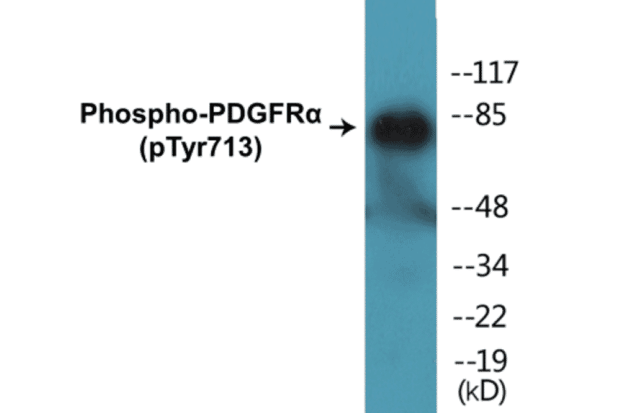 Western Blot - PDGFR alpha (phospho Tyr713) Cell Based ELISA Kit (CBP1200) - Antibodies.com