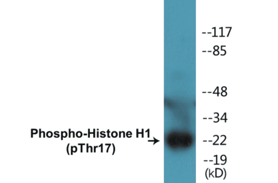 Western Blot - Histone H1 (phospho Thr17) Cell Based ELISA Kit (CBP1382) - Antibodies.com