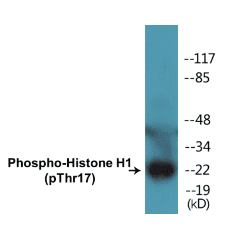 Western Blot - Histone H1 (phospho Thr17) Cell Based ELISA Kit (CBP1382) - Antibodies.com