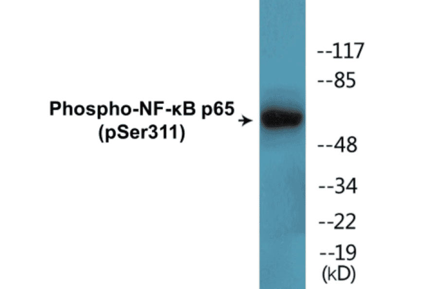 Western Blot - NF-kB p65 (phospho Ser311) Cell Based ELISA Kit (CBP1625) - Antibodies.com