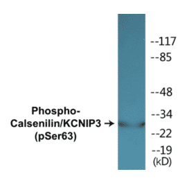 Western Blot - Calsenilin (phospho Ser63) Cell Based ELISA Kit (CBP1402) - Antibodies.com