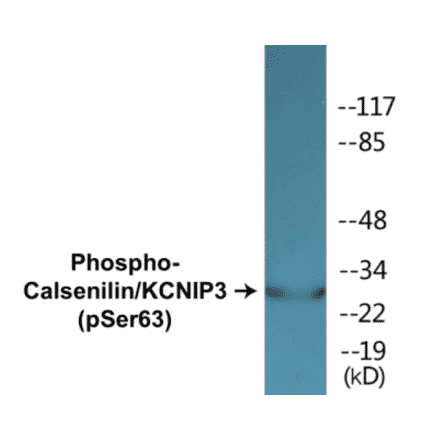Western Blot - Calsenilin (phospho Ser63) Cell Based ELISA Kit (CBP1402) - Antibodies.com