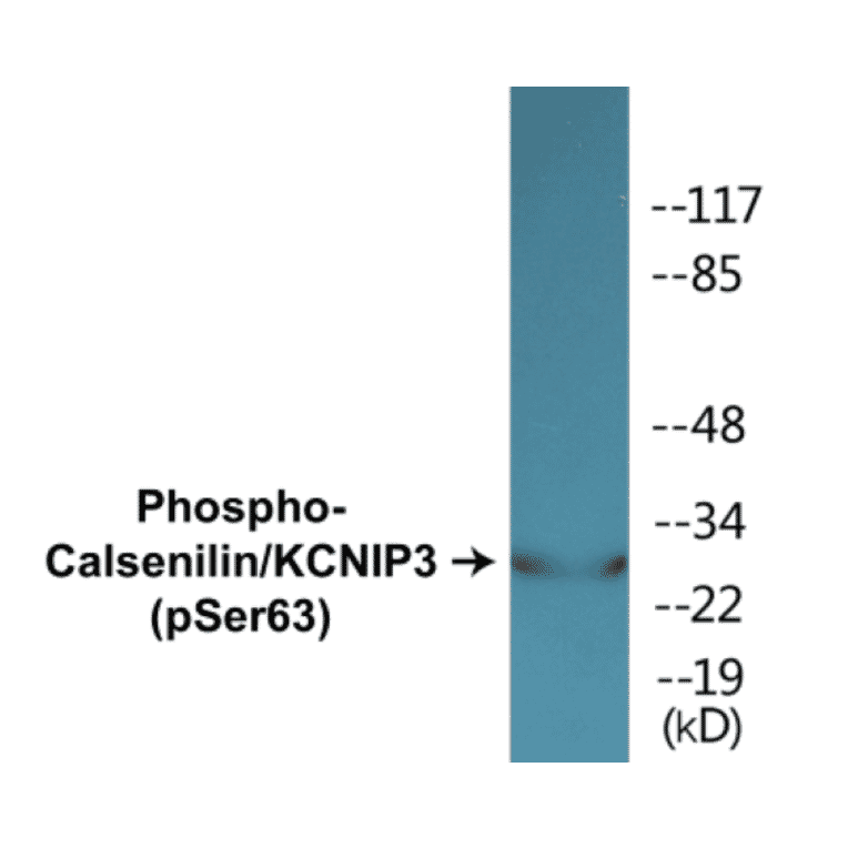 Western Blot - Calsenilin (phospho Ser63) Cell Based ELISA Kit (CBP1402) - Antibodies.com